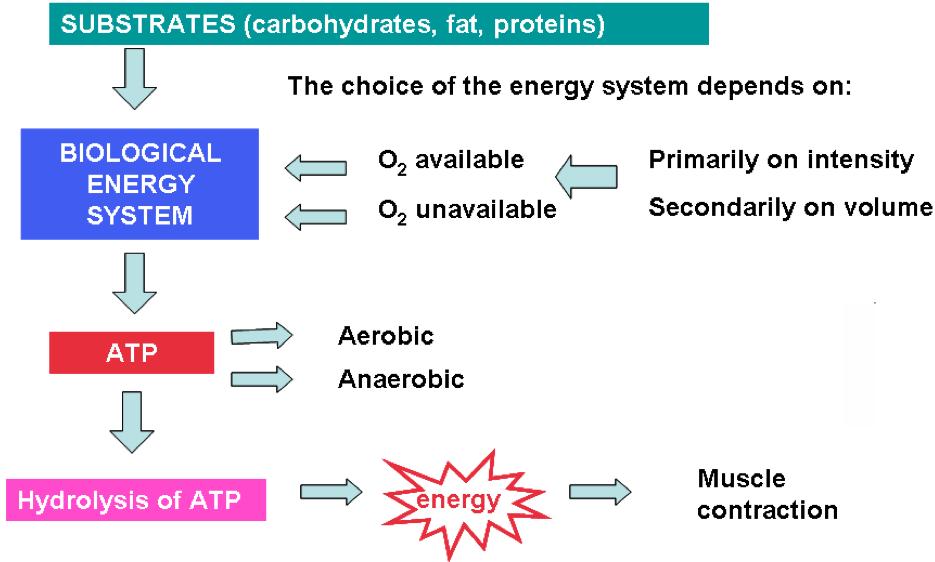 The Three Metabolic Energy Systems - IDEA Health & Fitness Association