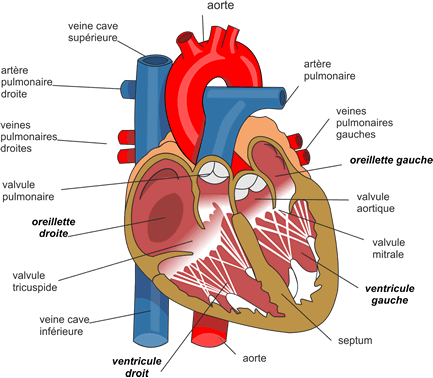 Cardiologie : Généralités sur le coeur, Rythme cardiaque, Structure  Anatomique