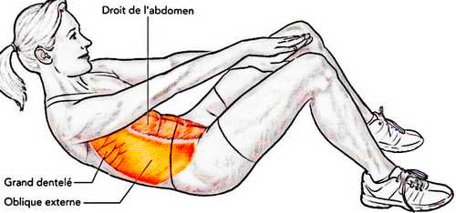 Muscles abdominaux : muscle grand droit, transverse, obliques