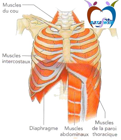système cardio vasculaire 5