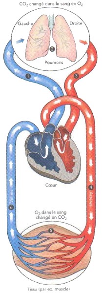 système cardio vasculaire 6