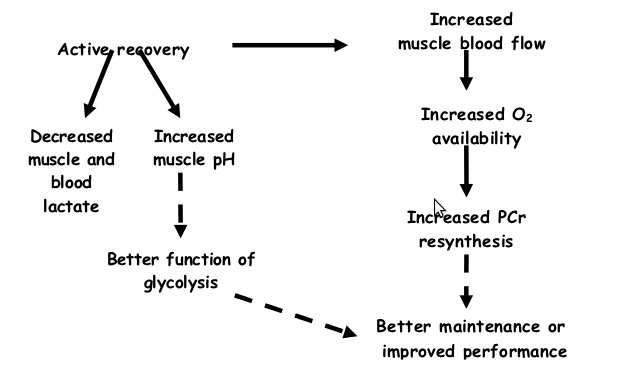 hypothetical chain of events that may occur after active recovery between